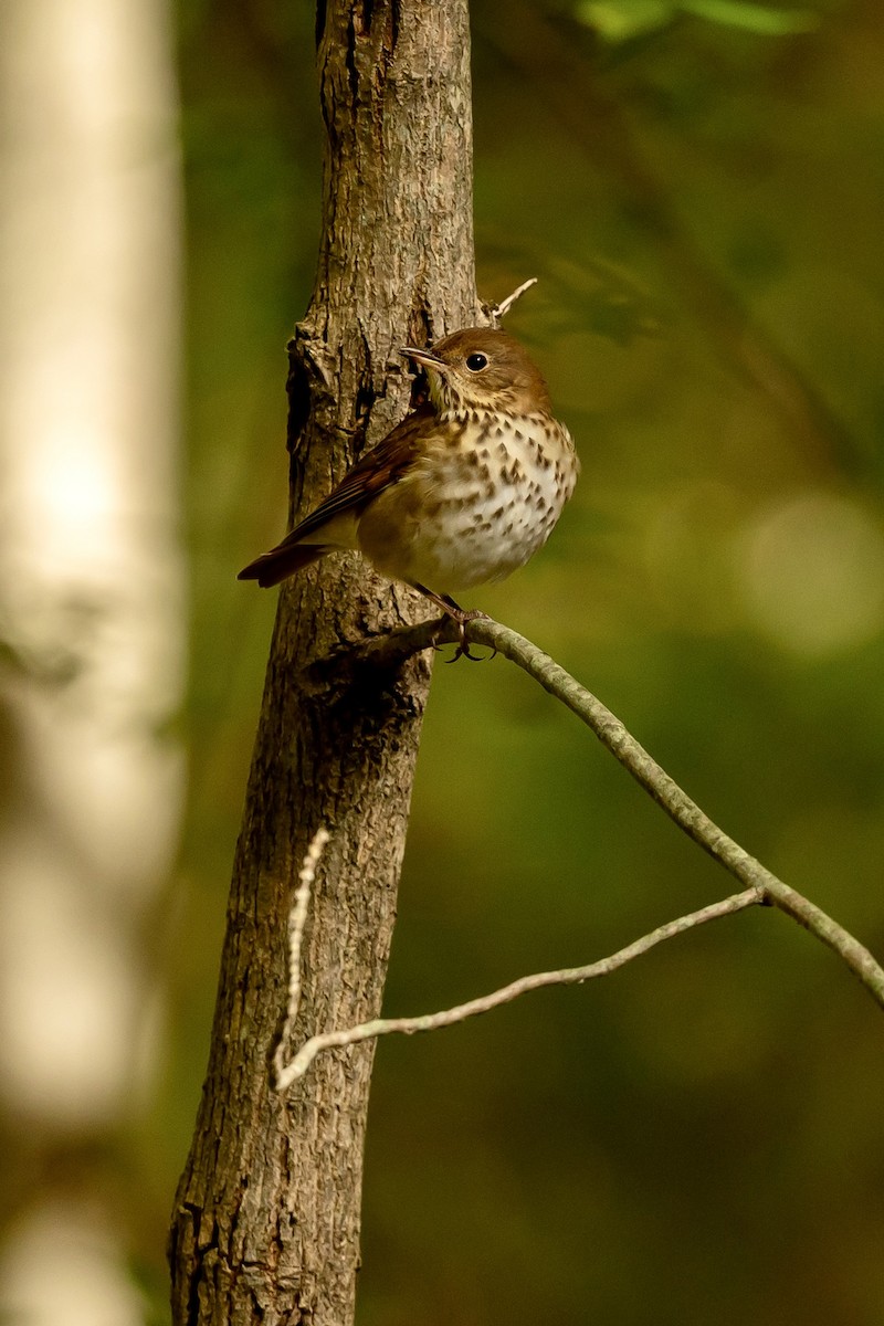 Hermit Thrush - ML624832956