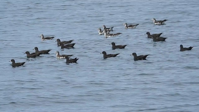 hvitpannelire - ML624833173