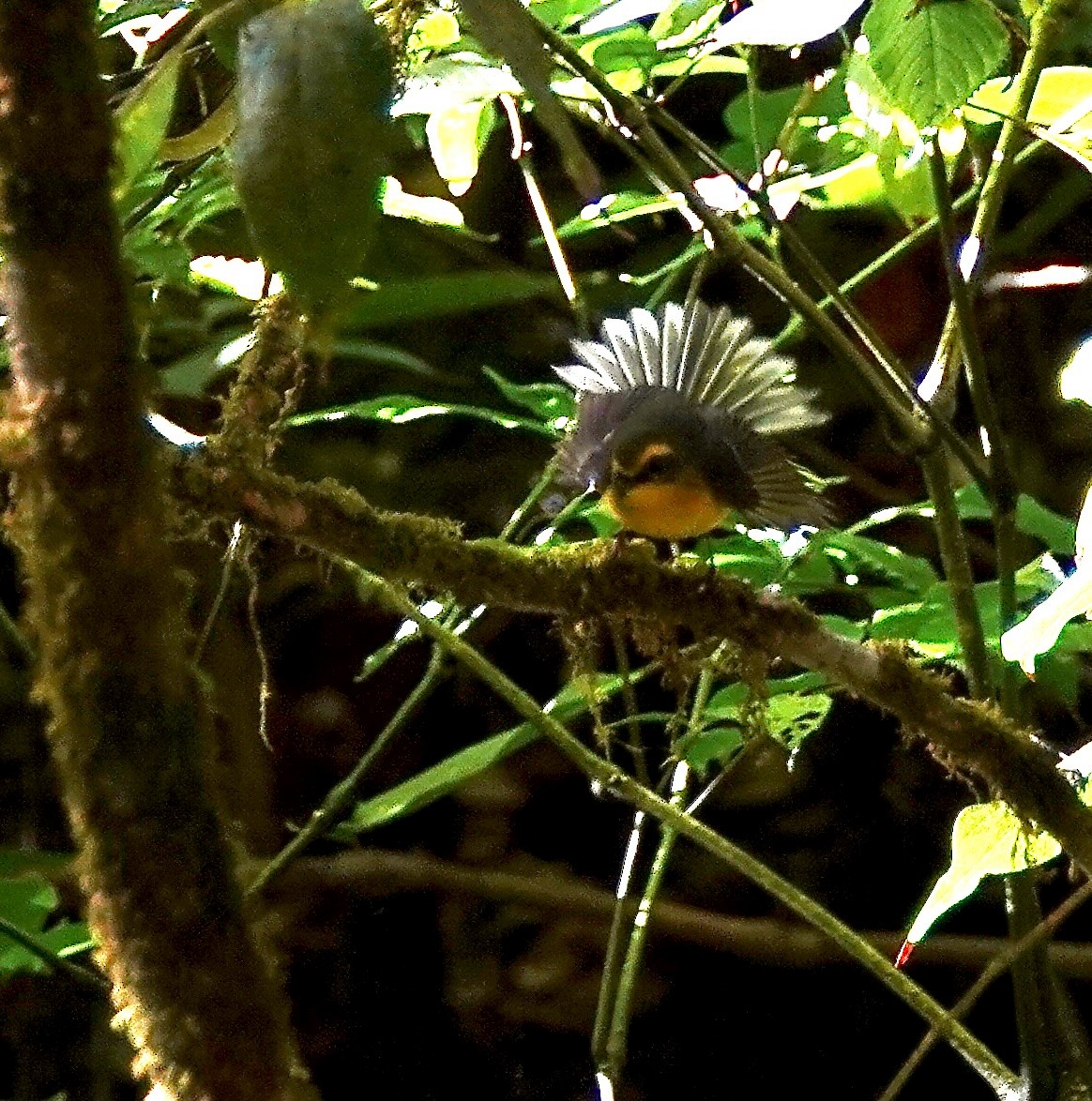 Yellow-bellied Fairy-Fantail - ML624833242