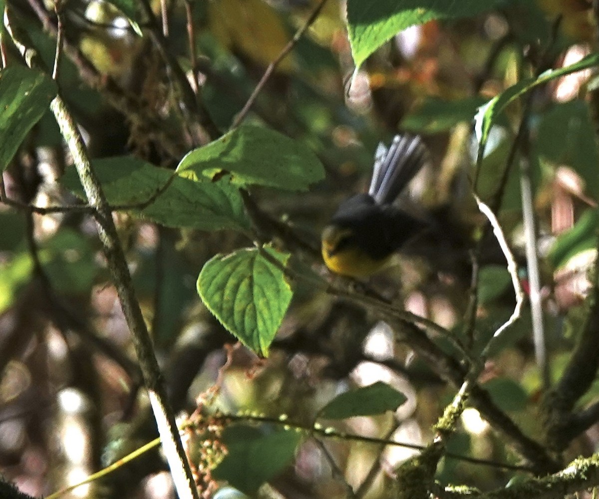 Chélidorhynque à ventre jaune - ML624833303