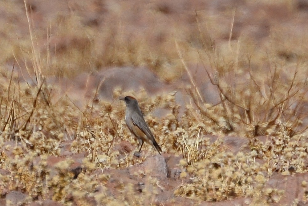 Cinnamon-bellied Ground-Tyrant - ML624833504