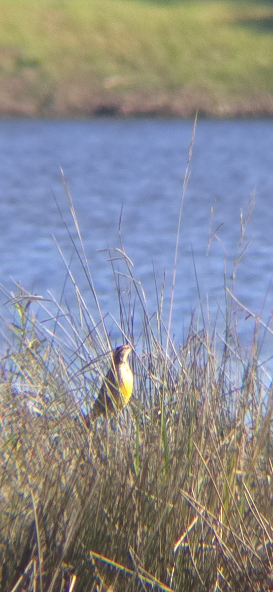 Eastern Meadowlark - ML624833544