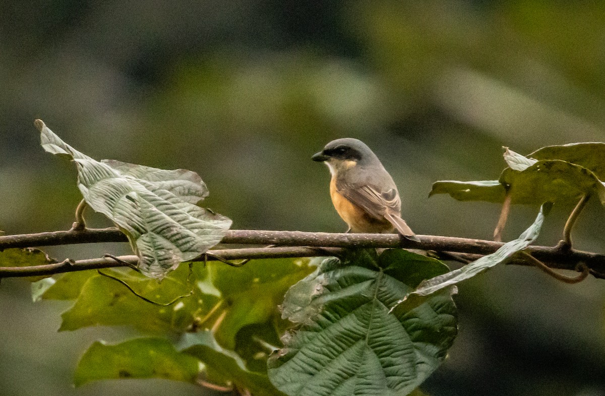 Gray-backed Shrike - ML624833608