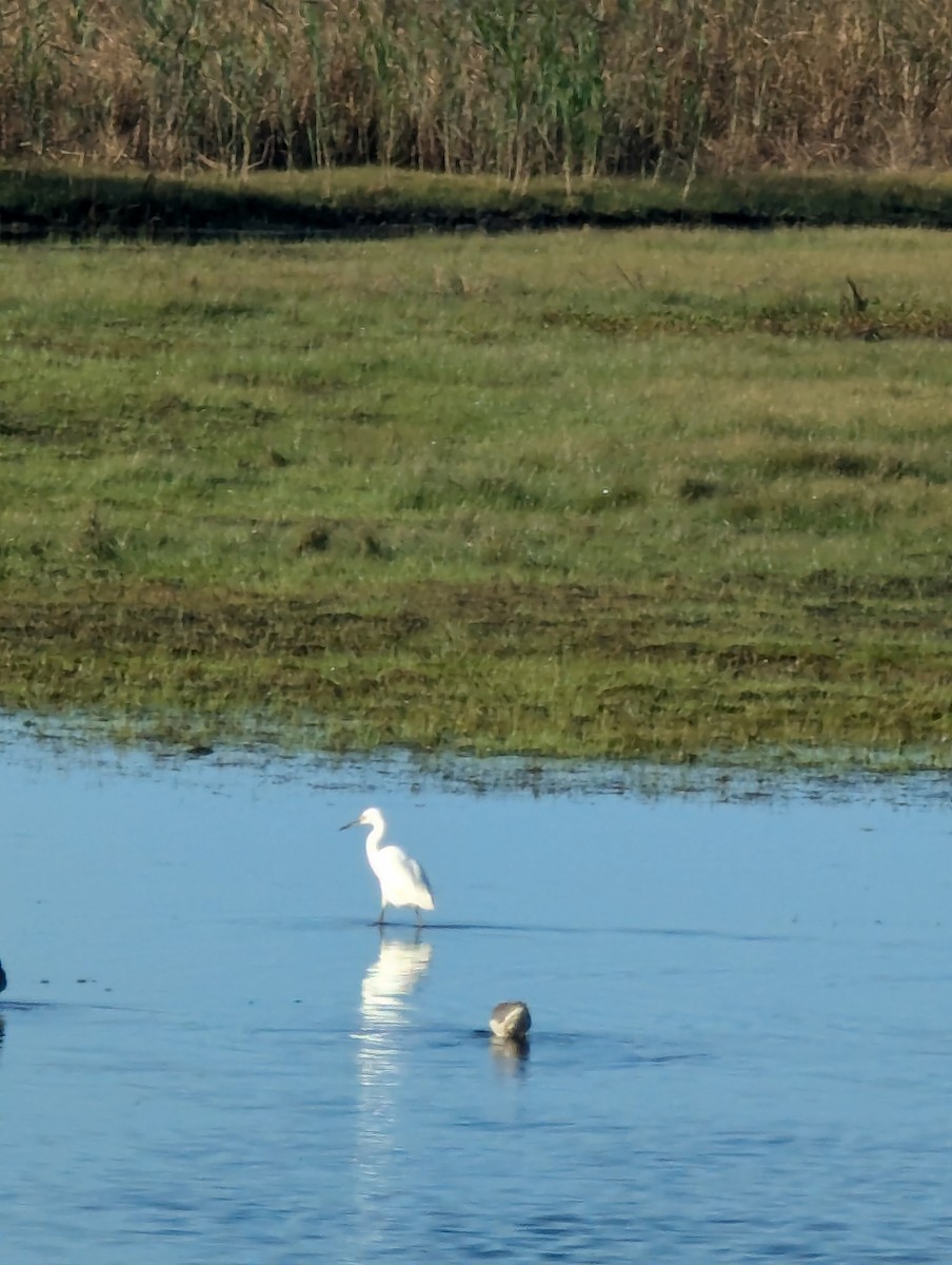 eBird Checklist - 12 Oct 2024 - Alligator River NWR--Creef Cut Wildlife ...