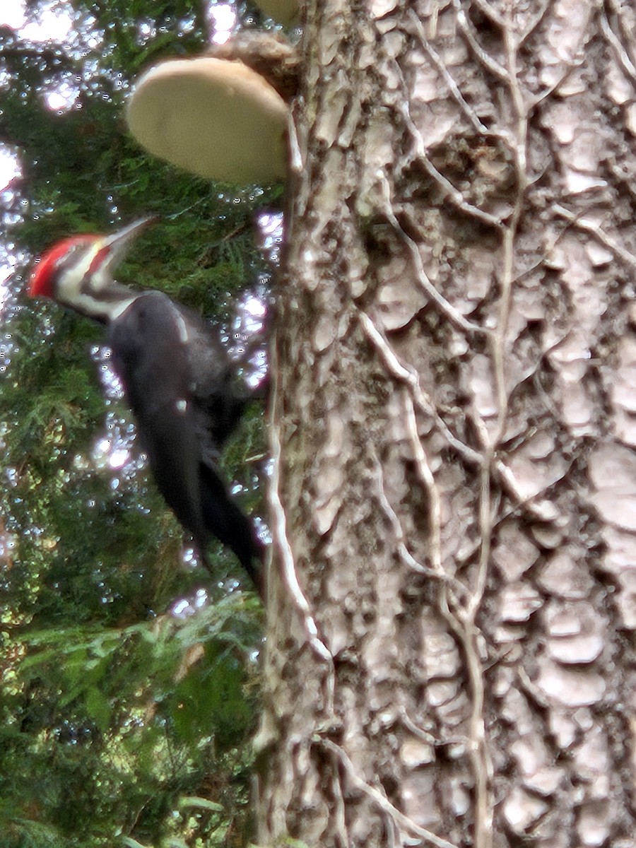 Pileated Woodpecker - ML624833738