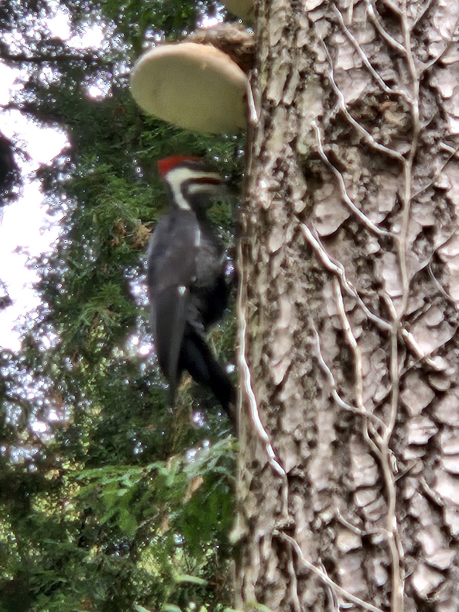 Pileated Woodpecker - ML624833743