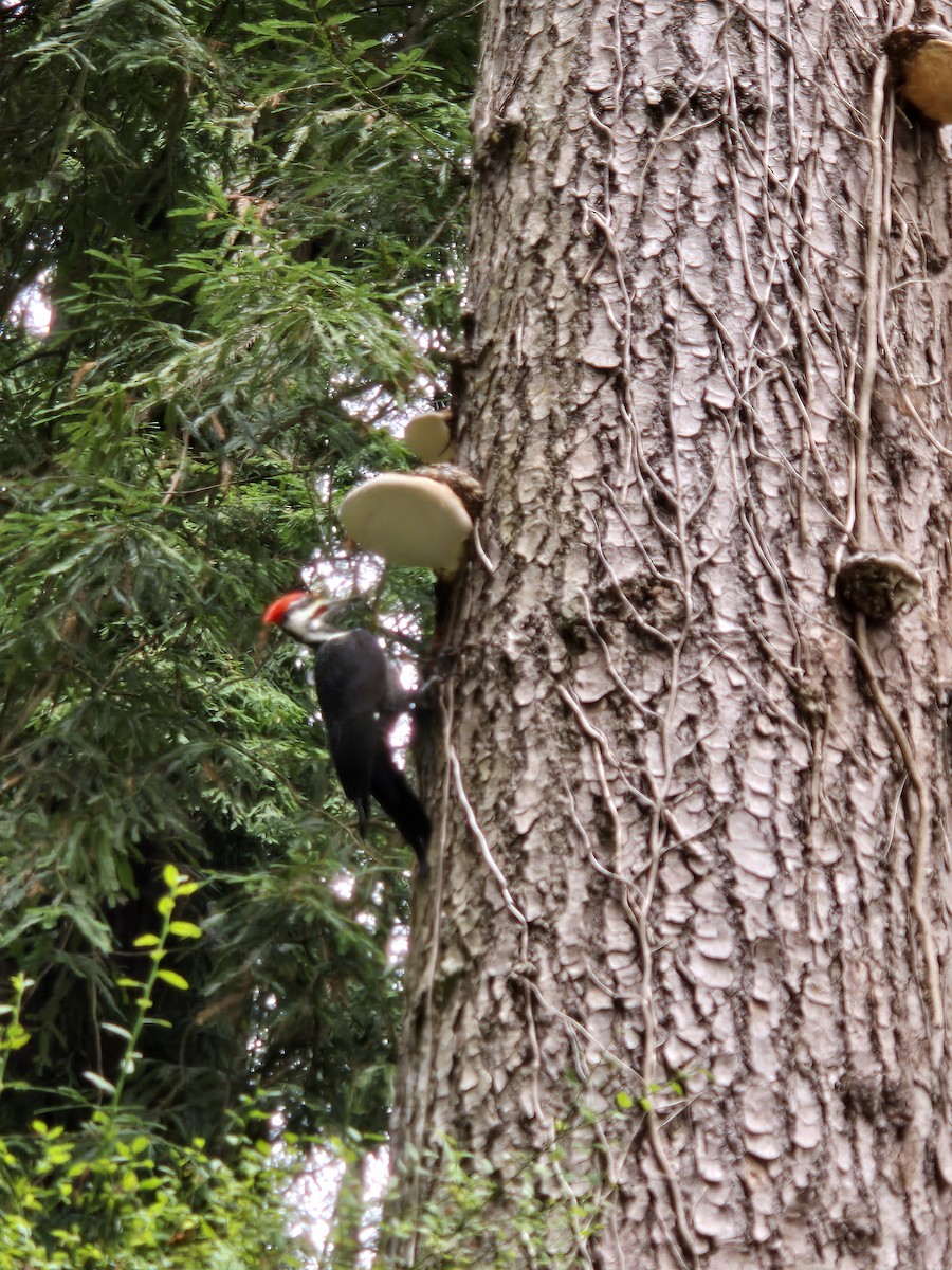 Pileated Woodpecker - ML624833747