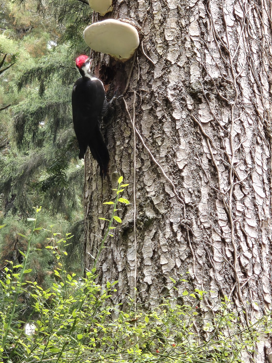 Pileated Woodpecker - ML624833756