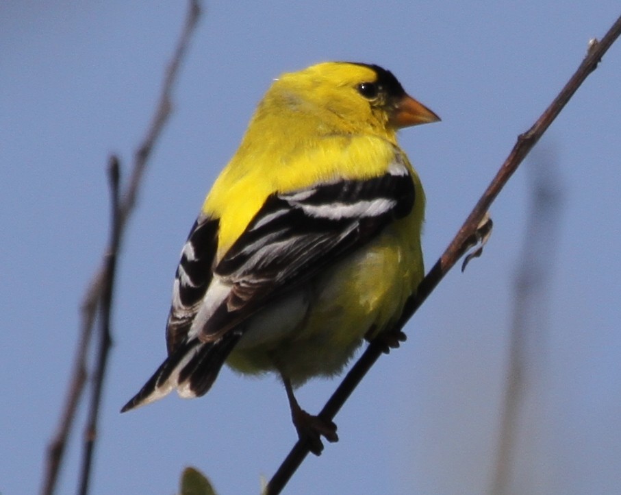 American Goldfinch - ML624833902