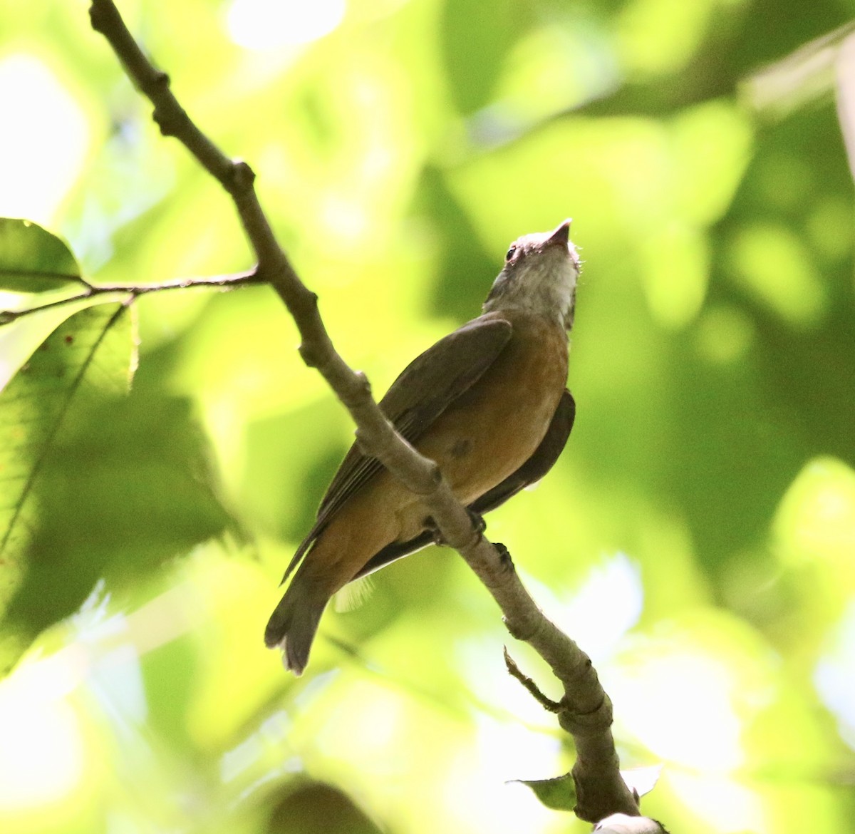 Orange-crowned Manakin - ML624833908