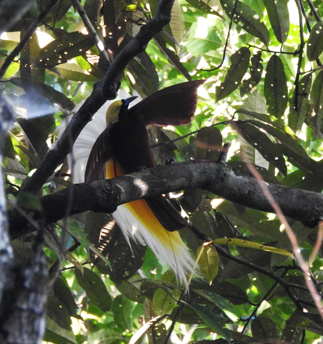 Lesser Bird-of-Paradise - ML624833915