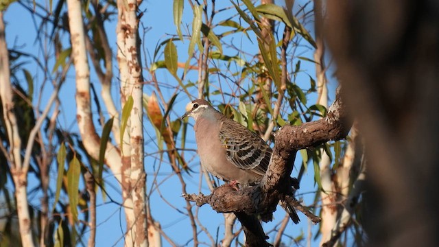 Common Bronzewing - ML624833919