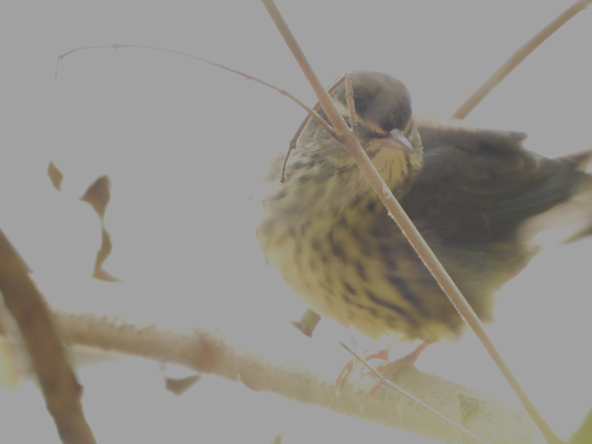Northern Waterthrush - ML624833922