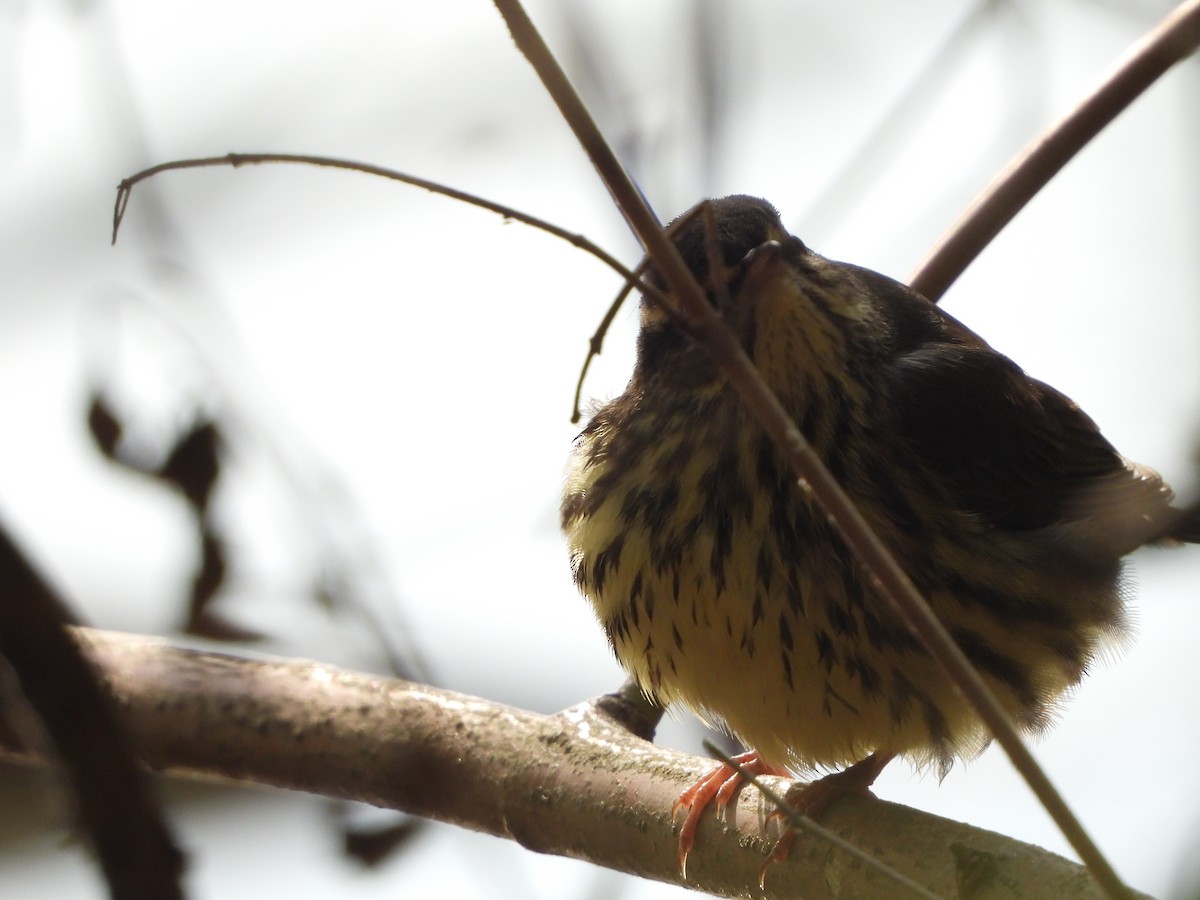 Northern Waterthrush - ML624833924