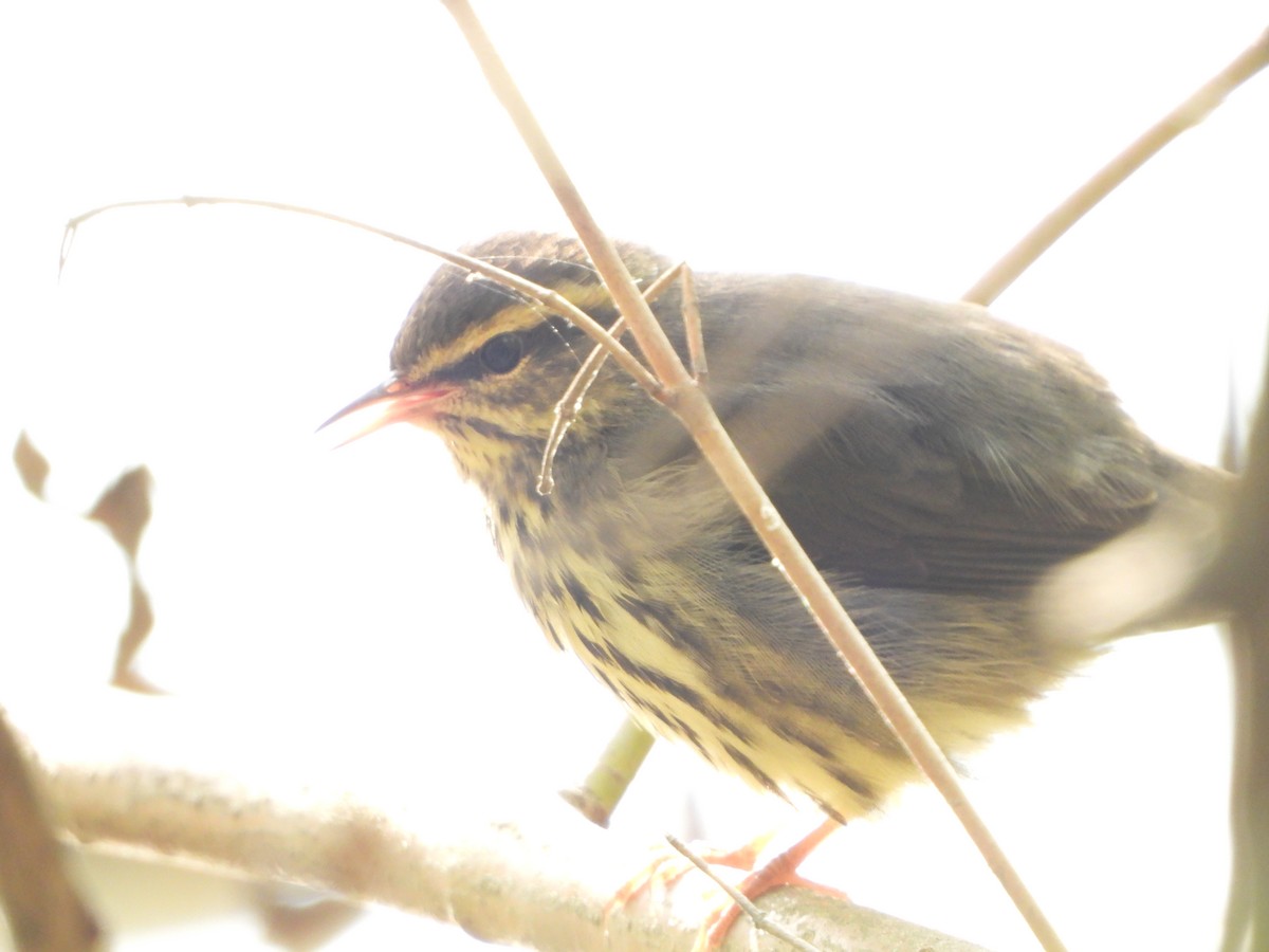 Northern Waterthrush - ML624833926