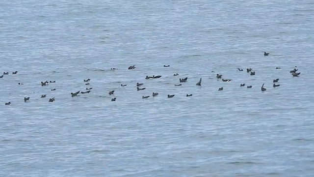 Wilson's Storm-Petrel - ML624833945
