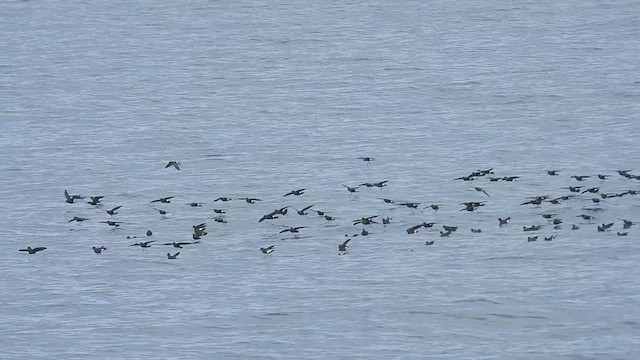 Wilson's Storm-Petrel - ML624834008