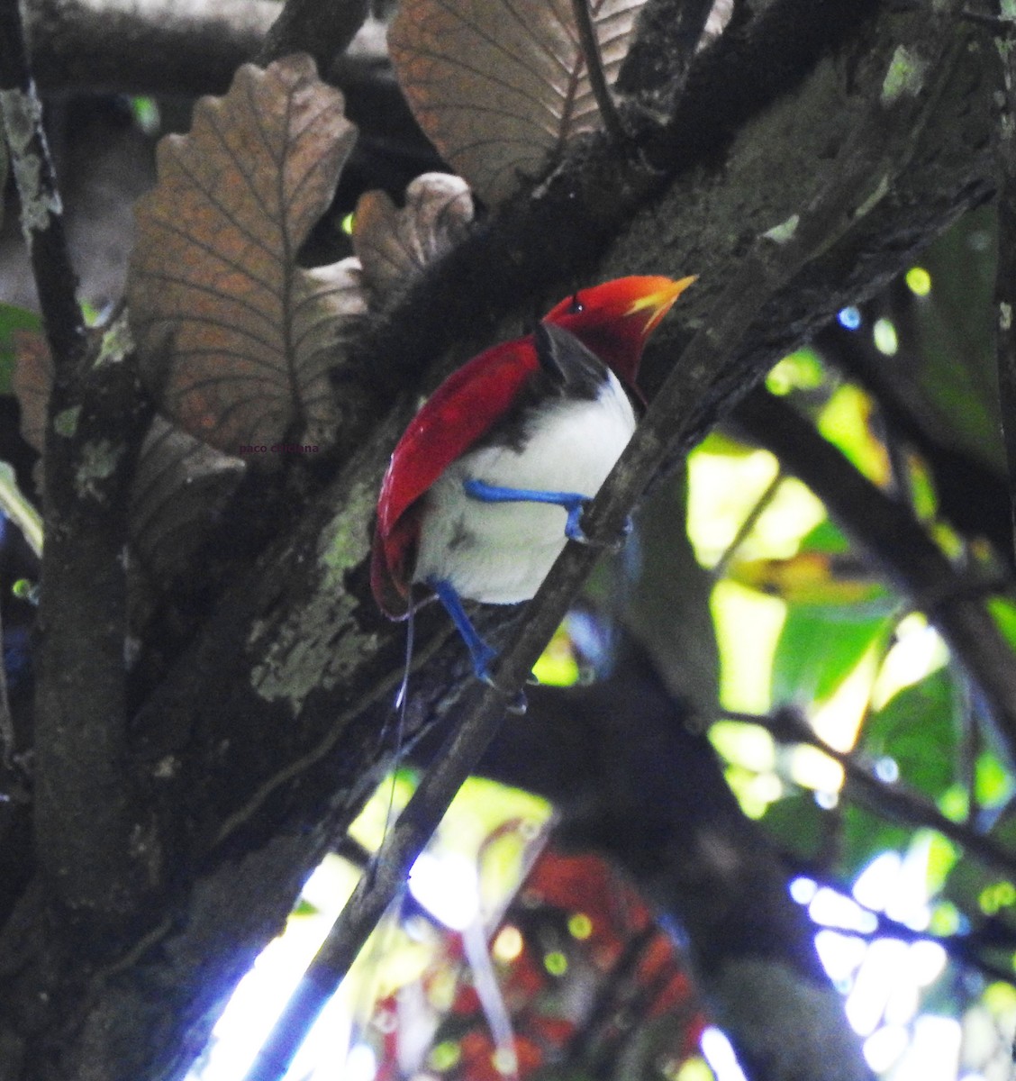 King Bird-of-Paradise - ML624834020