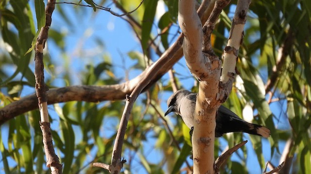 Black-faced Woodswallow (Black-vented) - ML624834240