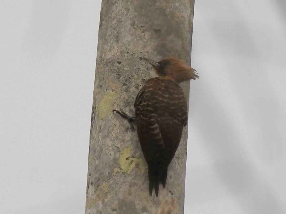 Pale-crested Woodpecker - ML624834385