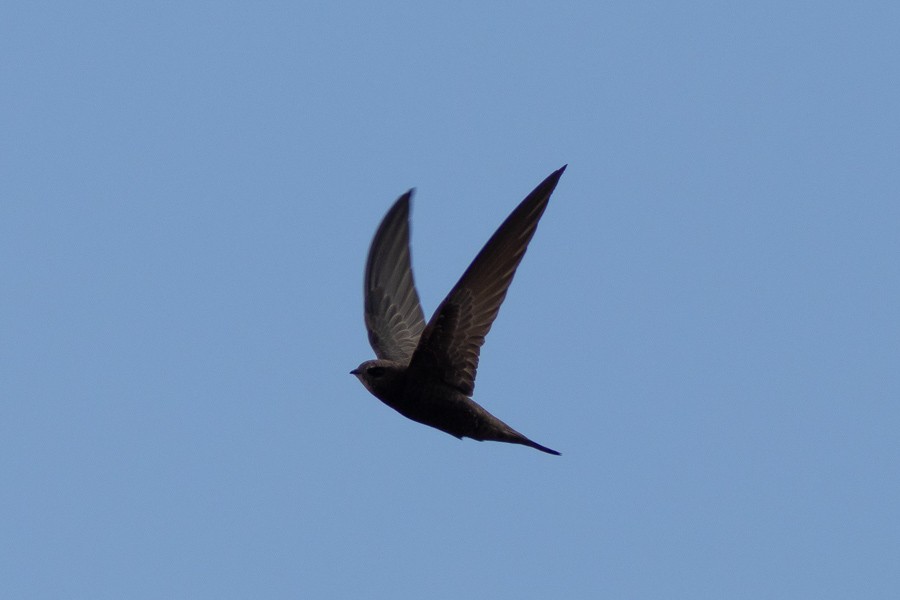 Plain Swift - ML624834453