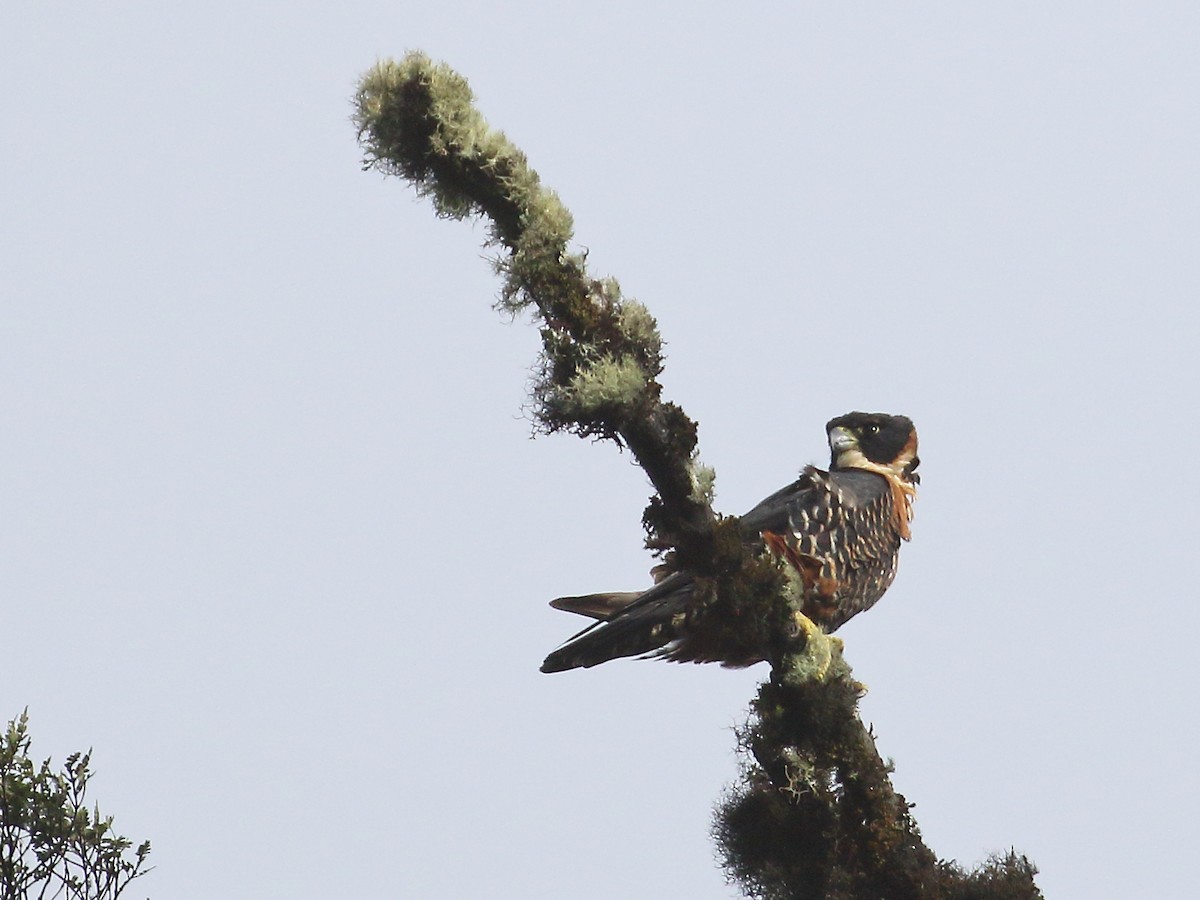 Orange-breasted Falcon - ML624834485