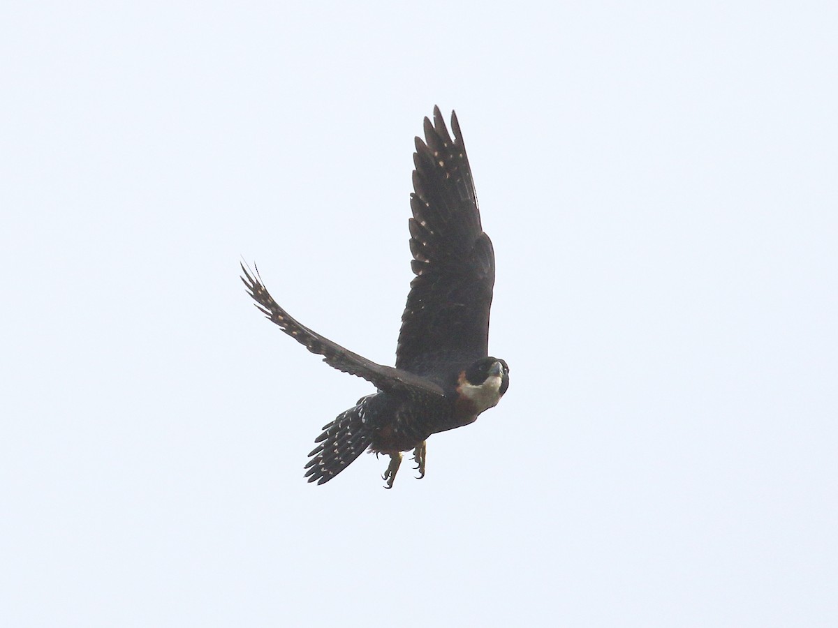 Orange-breasted Falcon - ML624834498