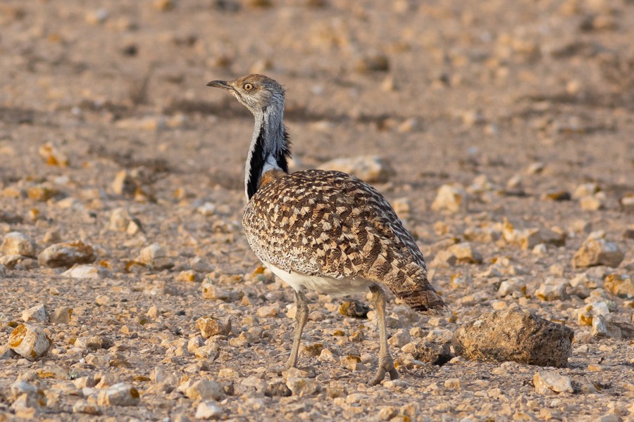 Outarde houbara - ML624834724