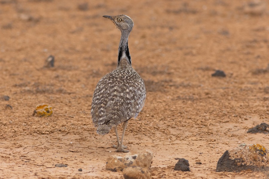 Outarde houbara - ML624834733