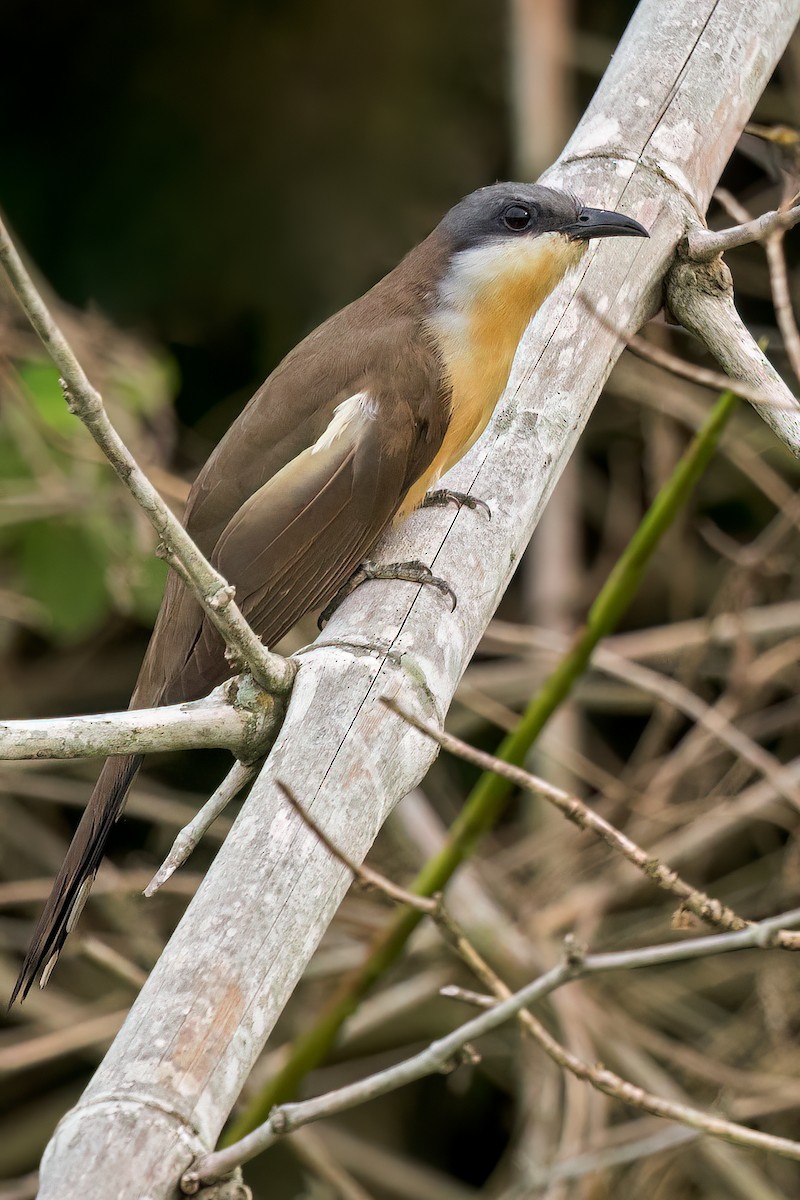 Dark-billed Cuckoo - ML624834755