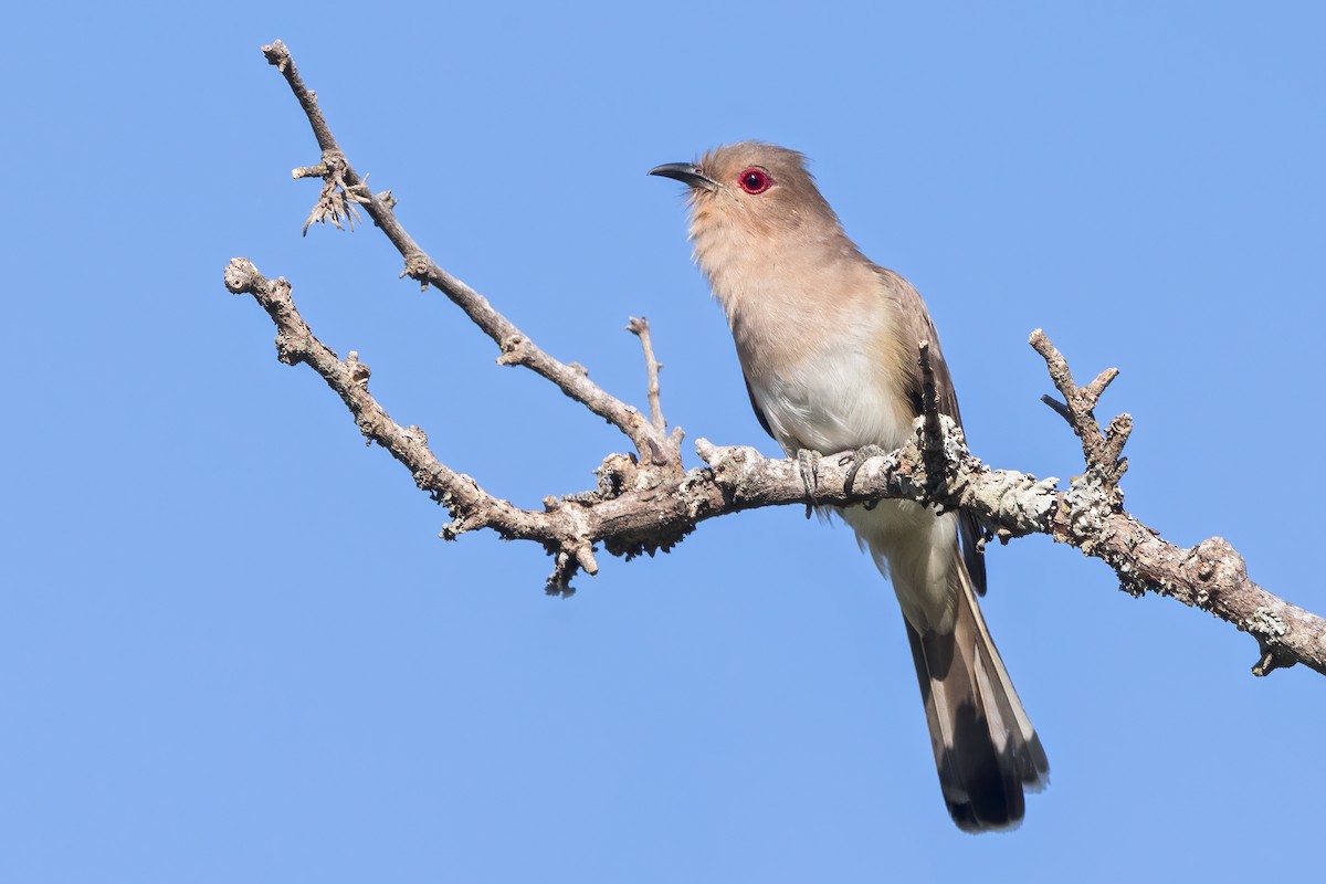 Ash-colored Cuckoo - ML624834934