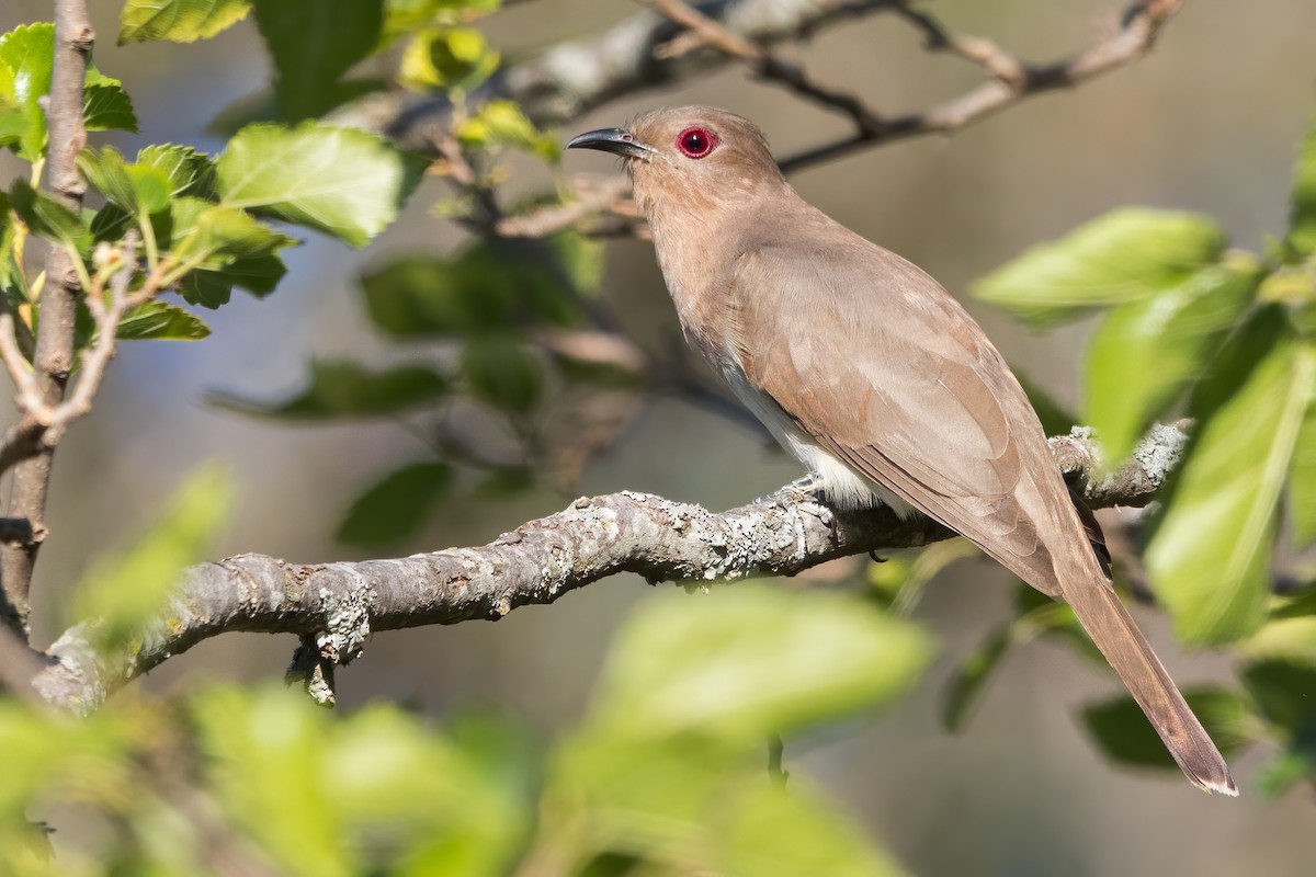 Ash-colored Cuckoo - Dubi Shapiro