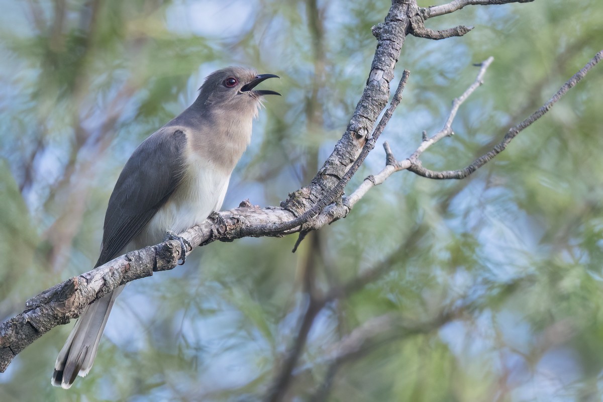 Ash-colored Cuckoo - ML624834978