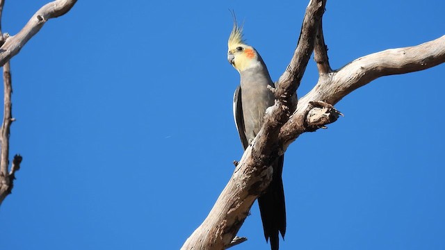 Cockatiel - ML624834994