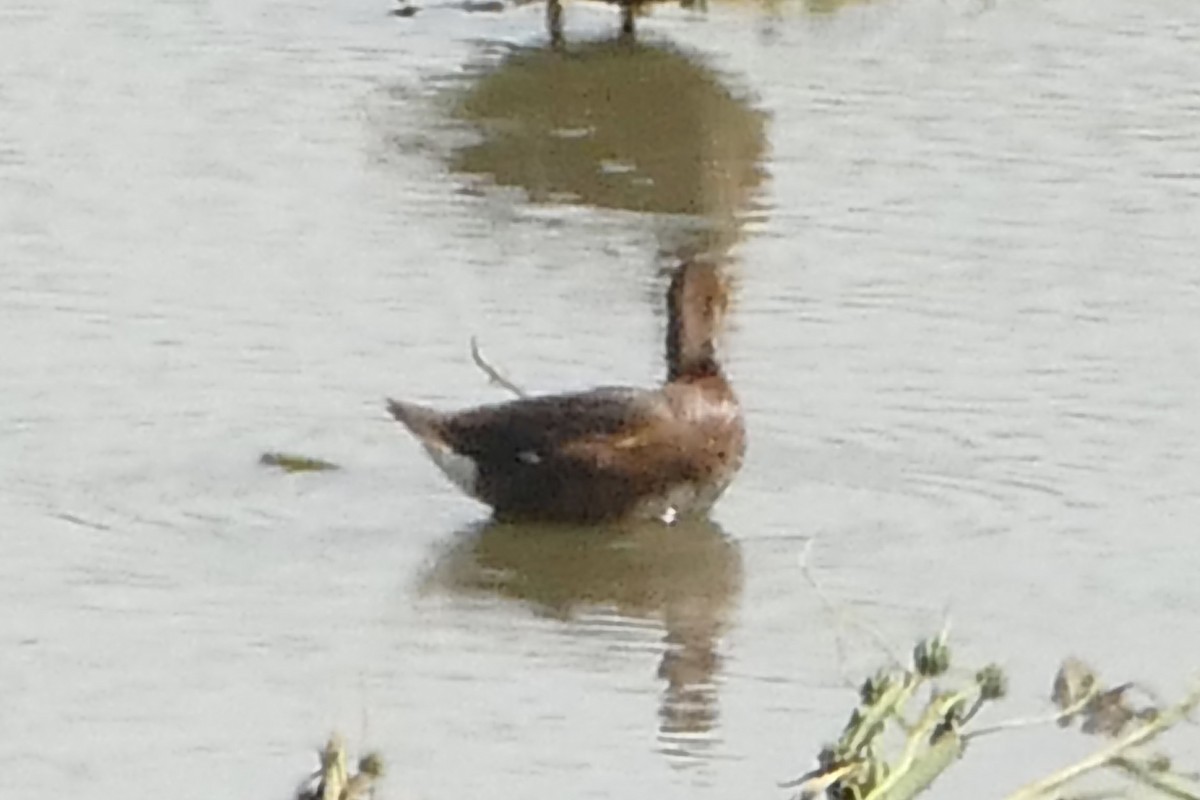 Ferruginous Duck - ML62483531