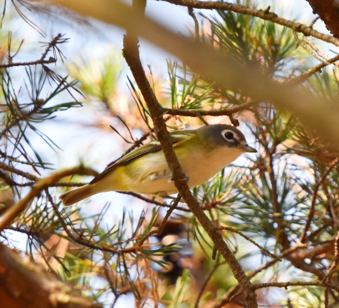 Blue-headed Vireo - ML624835314