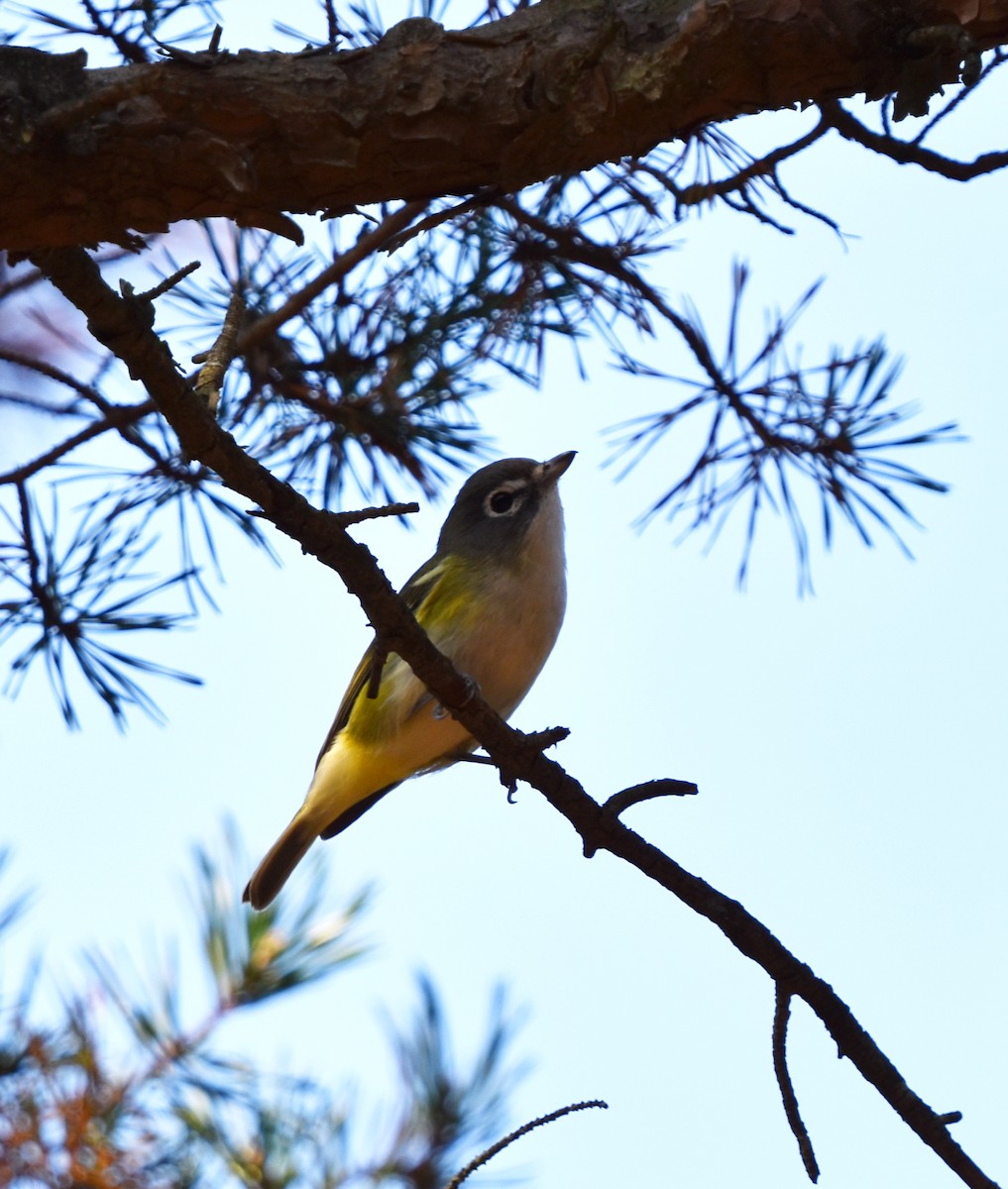 Blue-headed Vireo - ML624835315