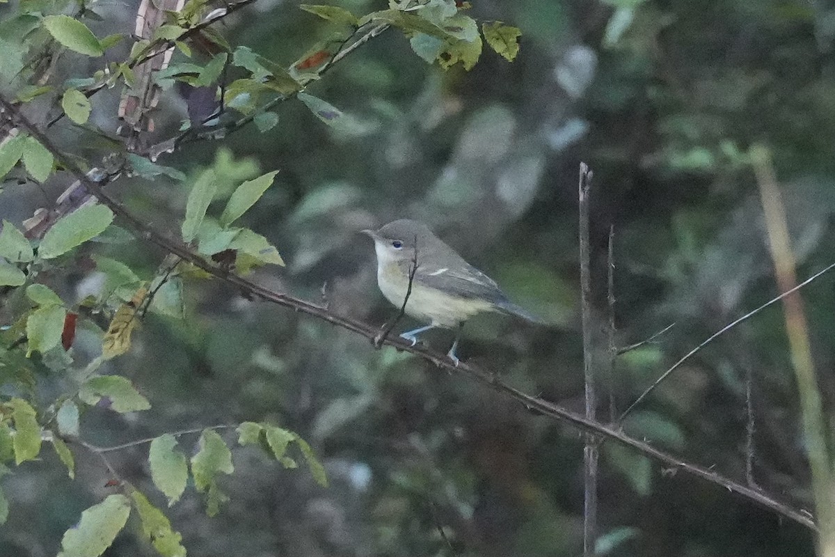 Bell's Vireo - ML624835375