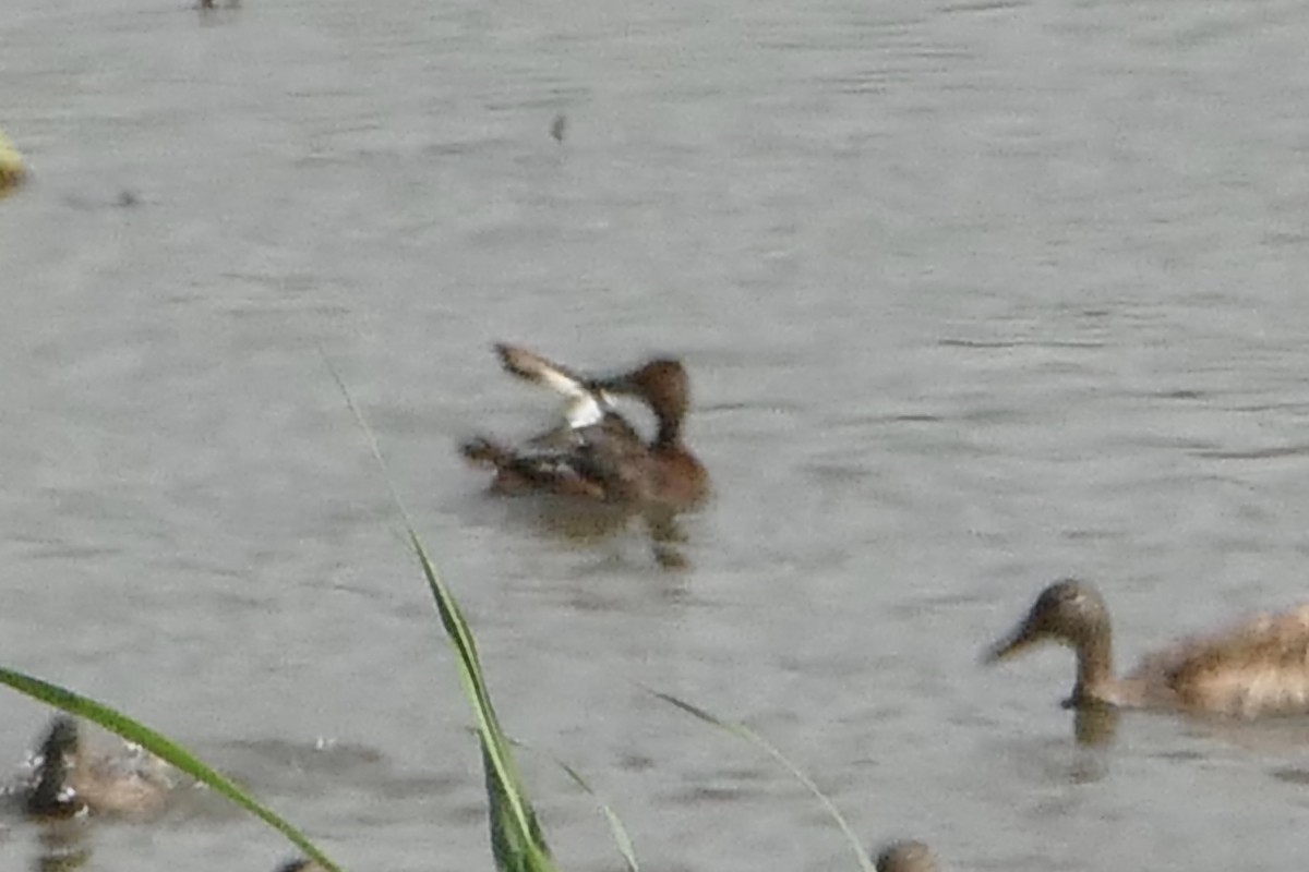 Ferruginous Duck - ML62483541