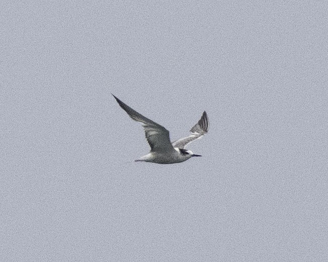 Aleutian Tern - ML624835423