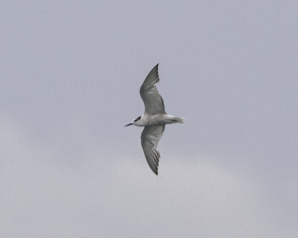 Aleutian Tern - ML624835424
