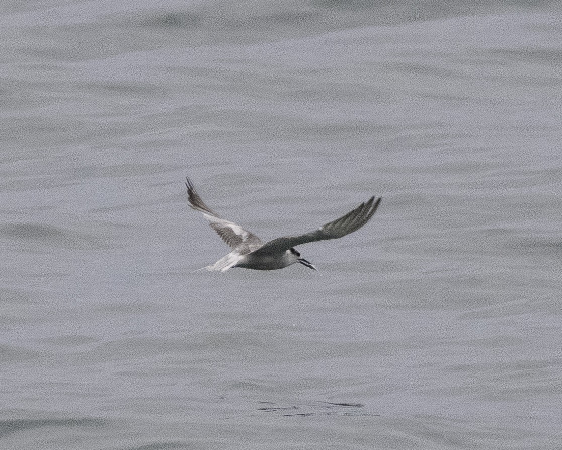 Aleutian Tern - ML624835425