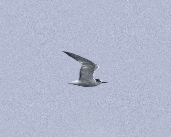 Aleutian Tern - ML624835426