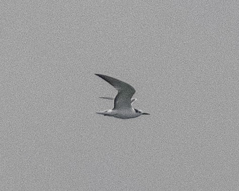 Aleutian Tern - ML624835427