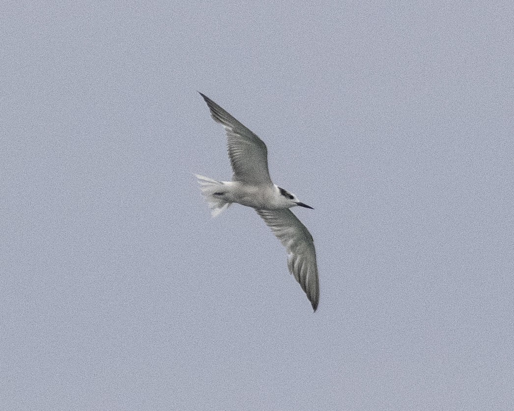 Aleutian Tern - ML624835428