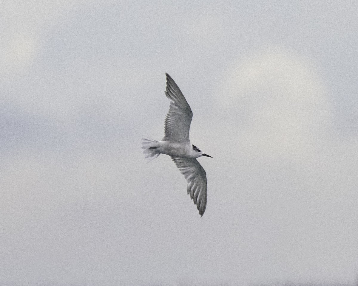 Aleutian Tern - ML624835429