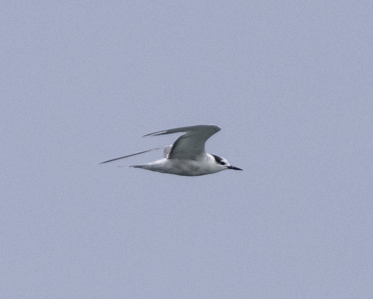 Aleutian Tern - ML624835430