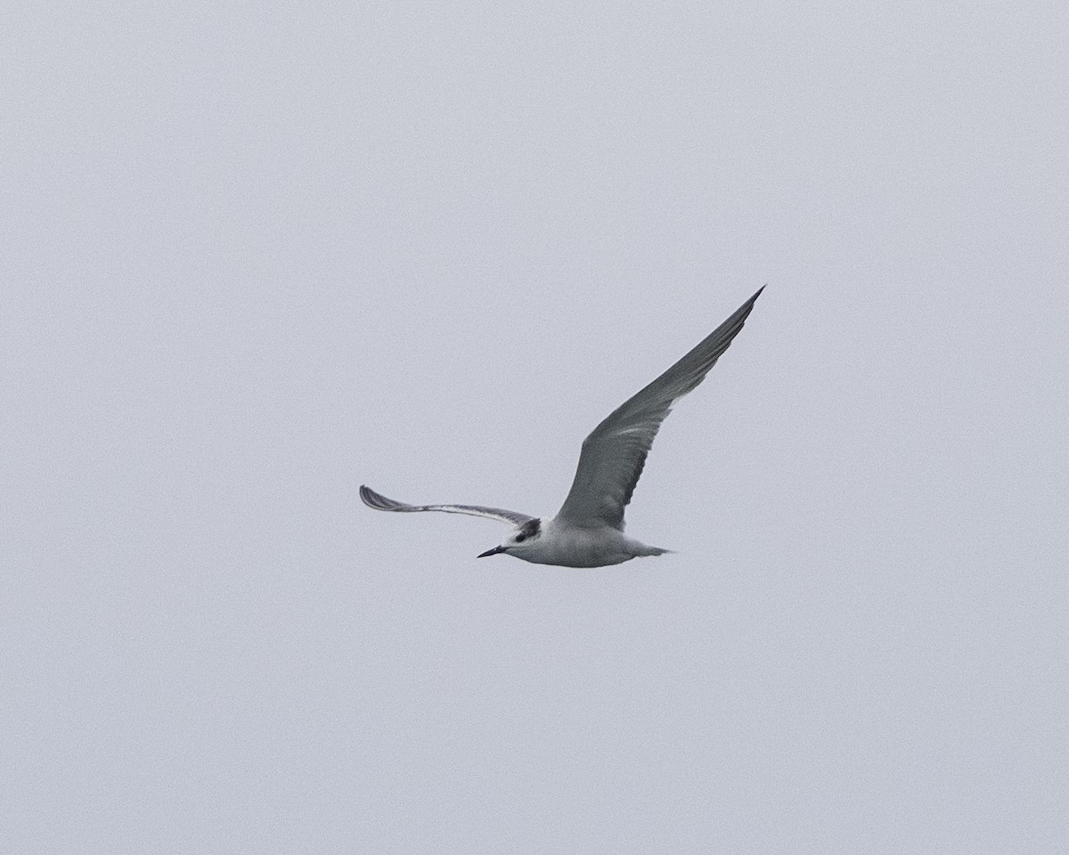 Aleutian Tern - ML624835431