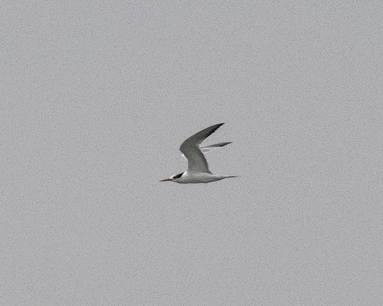 Lesser Crested Tern - ML624835516