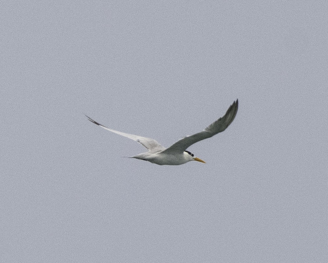 Lesser Crested Tern - ML624835517